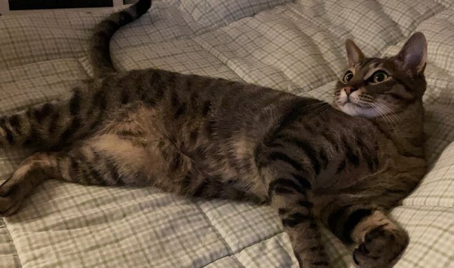  침대에 누워있는 고양이